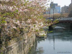 Yokohama Sakura